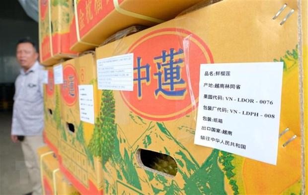 Lô sầu riêng xuất khẩu đầu tiên của Công ty Trách nhiệm hữu hạn thương mại Kl994 nhà cái bóng đá world cup Long Thủy (xã Lộc An, huyện Bảo Lâm) gồm 4 container với sản lượng hơn 70 tấn. (Ảnh: Nguyễn Dũng/TTXVN)