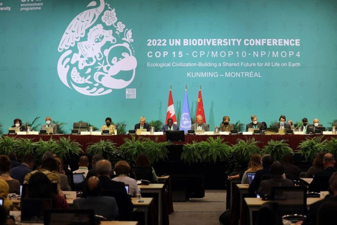 COP15: Thêm 6 nước cam kết tăng hỗ trợ Kl991.com nạp rút nhanh để bảo tồn hệ sinh thái