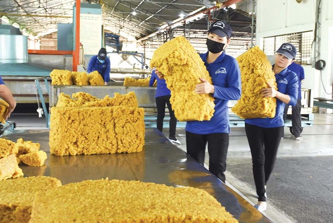 Kl991.com World Cup 2026 Chính Thức cao su tại TP.HCM đang khốn đốn vì giá xuất khẩu giảm, lại bị “giam” tiền hoàn thuế GTGT