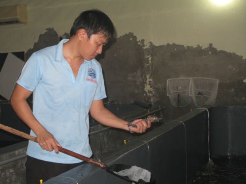 Công nhân một cơ sở Kl994 nhà cái bóng đá world cup tôm giống đang kiểm tra chất lượng tôm 3 ngày tuổi.