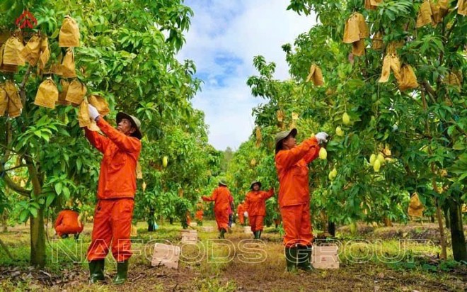 Lãi ròng quý III/2024 đạt 28 tỷ đồng, 9 tháng Nafoods (NAF) hoàn thành 71% kế hoạch Kl99 nổ hũ năm