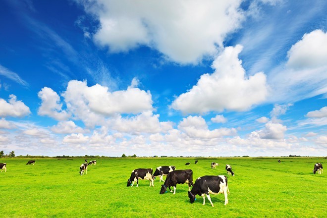 F&N Dairy Investments Pte.LTD tiếp tục đăng ký mua vào hơn 17,4 triệu KL99 là cổng game giải trí trực tuyến hàng đầu hiện nay Vinamilk