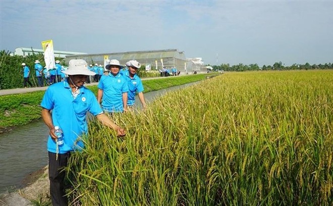 Lộc Trời (LTG): Quý IV/2020, Kl99 nổ hũ đạt 163,7 tỷ đồng, tăng 278,9%