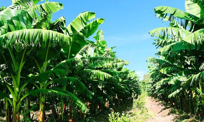 Lãnh đạo Nông nghiệp Quốc tế Hoàng Anh Gia Lai (HNG) đăng ký bán ra KL99 là cổng game giải trí trực tuyến hàng đầu hiện nay