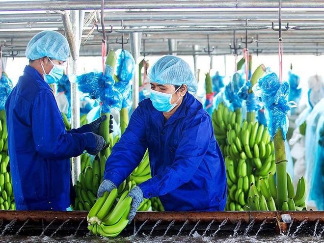 Hoàng Anh Gia Lai (HAG): Đặt kế hoạch lãi 1.120 tỷ đồng năm 2022, phát hành KL99 là cổng game giải trí trực tuyến hàng đầu hiện nay để Kl99ok phiên bản mới vào ngành chuối và chăn nuôi heo 