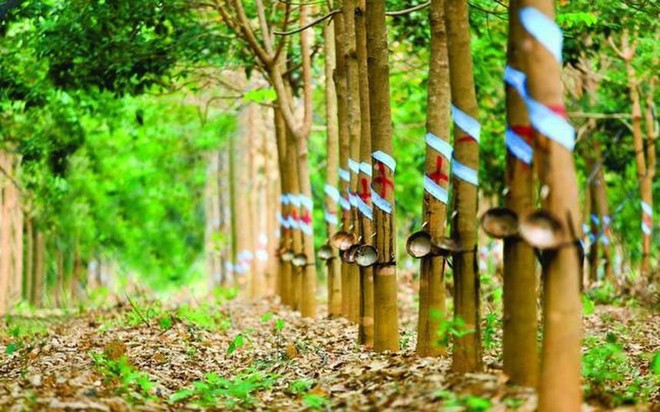 Phước Hòa (PHR): Kl99 nổ hũ quý I/2022 tăng đột biến nhờ tiền đền bù dự án Khu công nghiệp VSIP 3