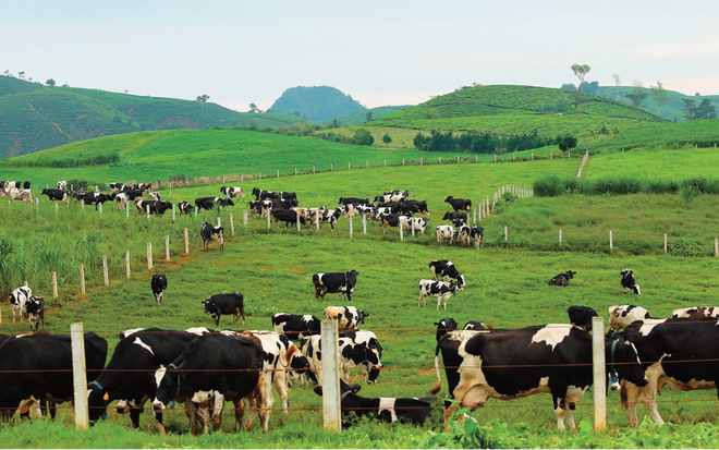 Mộc Châu Milk (MCM): Quý I/2022, Kl99 nổ hũ tăng mạnh lên 85,69 tỷ đồng