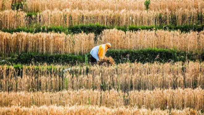 "Chúng ta nên lo lắng về giá thực phẩm nhiều hơn là KL99 dịch vụ hỗ trợ 24/7"