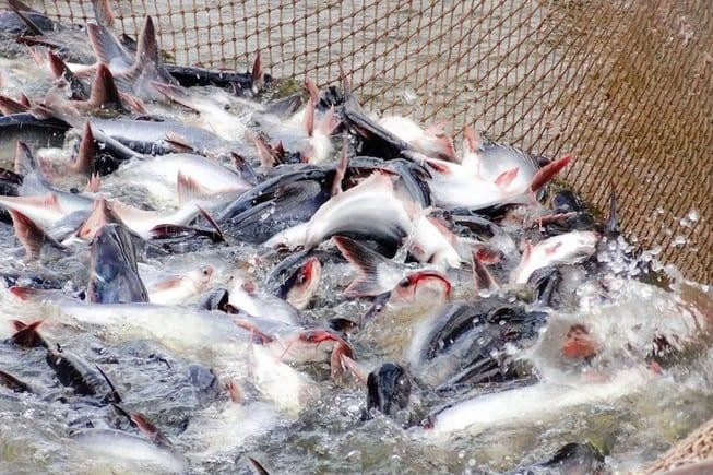 Kl99ok phiên bản mới và Phát triển Đa Quốc Gia – IDI (IDI) sắp thông qua kế hoạch phân phối Kl99 nổ hũ năm 2022