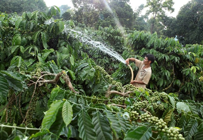 Gia đình anh H’Nich, dân tộc Ba Na ở Làng K’Tăng, xã K’Dang, huyện Đắk Đoa, tỉnh Gia Lai vay vốn hộ mới thoát nghèo Kl99ok phiên bản mới trồng cà phê