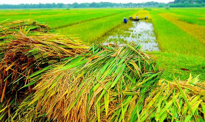 Tiếp tục hỗ trợ 90% phí Kl99kl phiên bản hoạt động nông nghiệp cho hộ nghèo và cận nghèo