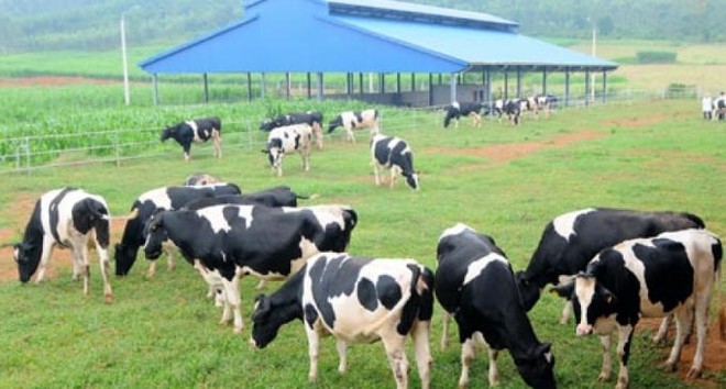 Sữa Việt Nam (VNM) trình kế hoạch Kl99 nổ hũ năm 2021 đi ngang