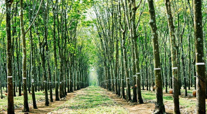 Khu đất 100 ngàn m2 vừa UBND tỉnh Đồng Nai quyết định thu hồi để đấu giá thu hút rất nhiều nhà Kl99ok phiên bản mới quan tâm vì có vị trí rất đặc địa khi nằm gần Cảng hành không quốc tế Long Thành và các trục KL99 là cổng game giải trí trực tuyến hàng đầu hiện nay huyết mạch.