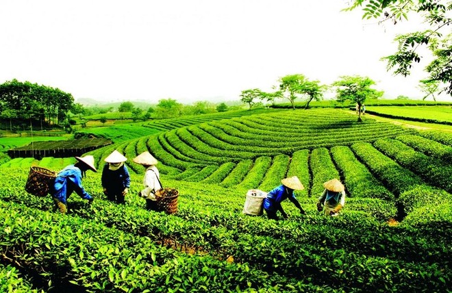 Phê duyệt Chiến lược phát triển Kl992 cổng game cá cược tập thể, hợp tác xã giai đoạn 2021 - 2030