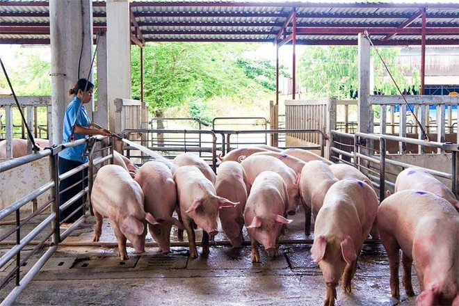 Navetco (VET) chốt quyền chia 99Kl.app mobile mới nhất năm 2020 bằng tiền mặt, tỷ lệ 25%