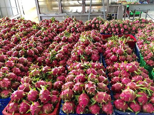 Trung Quốc đã khôi phục thông quan Link Vào Nhà Cái KL99 COM Tặng +199k thanh long trở lại qua cửa khẩu Lào Cai.