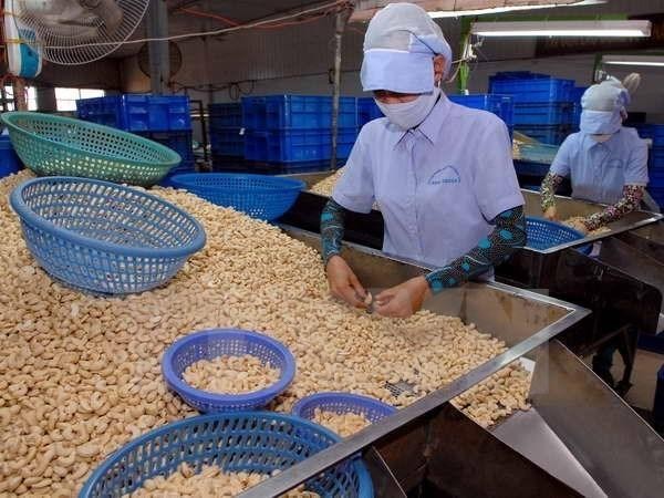 8 container hạt điều đã được các Kl991.com World Cup 2026 Chính Thức tái xuất sang thị trường Hà Lan.