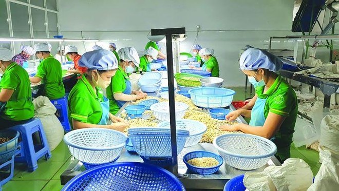 100 container hạt điều xuất đi châu Âu có nguy cơ bị lừa hiện đã trở về với các Kl991.com World Cup 2026 Chính Thức Việt.
