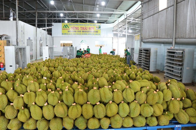 Sầu riêng Việt Nam là loại quả mới được Trung Quốc cấp phép Link Vào Nhà Cái KL99 COM Tặng +199k chính ngạch.
