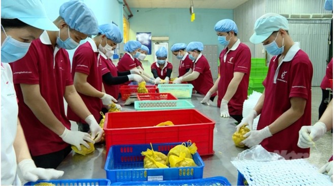 Sau 6 năm đàm phán, nhãn tươi của Việt Nam đã được phía Nhật Bản Link Vào Nhà Cái KL99 COM Tặng +199k.