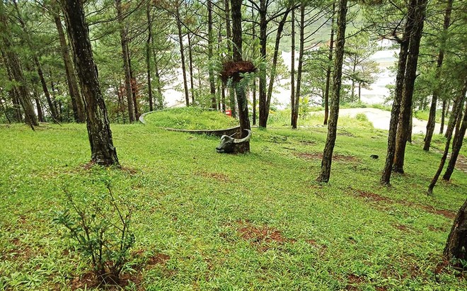Nhiều dự án Kl99ok phiên bản mới trên đất rừng đang gặp khó khăn vì sự thiếu thống nhất giữa Luật Đất đai và Luật Lâm nghiệp.