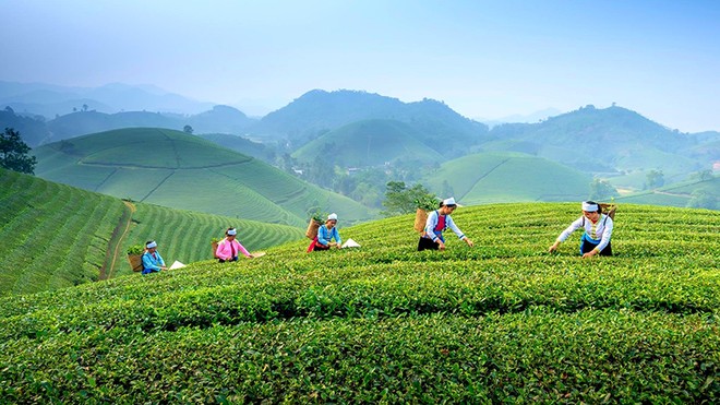 Chương trình OCOP được các địa phương triển khai đồng bộ, rộng khắp, trở thành một giải pháp được ưu tiên trong phát triển Kl992 cổng game cá cược nông thôn. (Ảnh: Phương Linh)