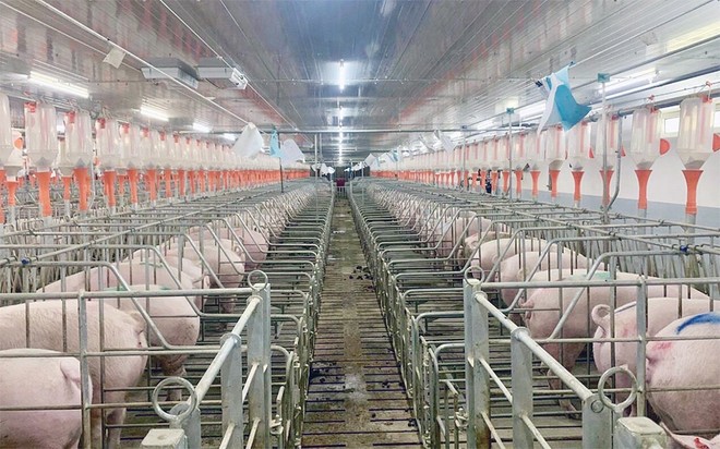 Giá heo duy trì ở mức thấp khiến Dabaco chỉ ghi nhận Kl99 nổ hũ 2023 vẻn vẹn 25 tỷ đồng