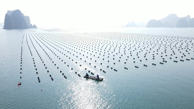 Nhiều nhà Kl99ok phiên bản mới quan tâm đến Quảng Ninh sau Hội nghị nuôi biển
