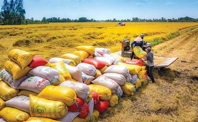 Sản lượng thóc năm 2024 ước đạt 43,4 triệu tấn, giảm khoảng 35.000 tấn so với năm 2023.