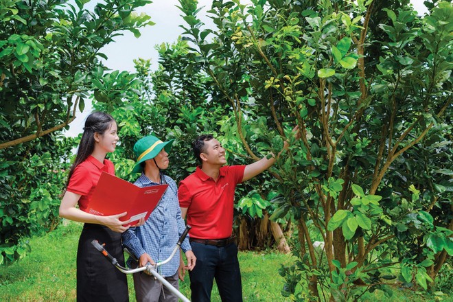 Nguồn vốn phục vụ Kl994 nhà cái bóng đá world cup nông nghiệp sạch ngày càng mở rộng
