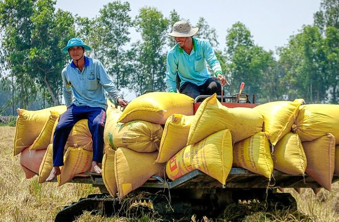 Thu hoạch lúa tại Đồng bằng sông Cửu Long.