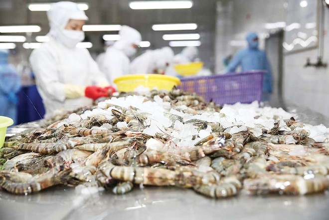 Xuất khẩu tôm Việt Nam có thể đạt 4 tỷ USD trong năm nay 