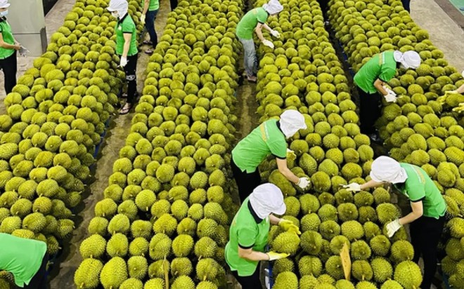 Một trong những thị trường Link Vào Nhà Cái KL99 COM Tặng +199k lớn trái cây của Việt Nam là thị trường Trung Quốc.