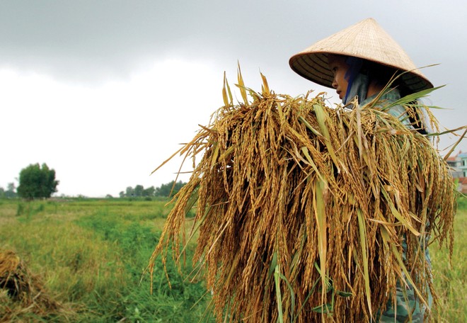 Người nông dân còn khó tiếp cận các sản phẩm Kl99kl phiên bản hoạt động nông nghiệp 