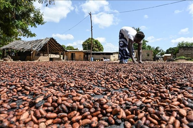  Nông dân phơi hạt ca cao tại làng Bringakro, Côte d'Ivoire. Ảnh tư liệu: AFP/TTXVN