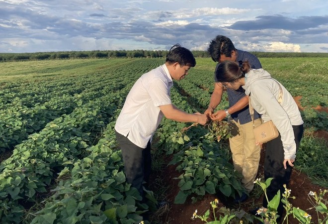 Vùng trồng khoai lang của Dự án Khu nông nghiệp công nghệ cao Chư Sê của Công ty cổ phần Kl994 nhà cái bóng đá world cup và Xuất Link Vào Nhà Cái KL99 COM Tặng +199k Việt Phúc. Ảnh: Công ty Việt Phúc. 