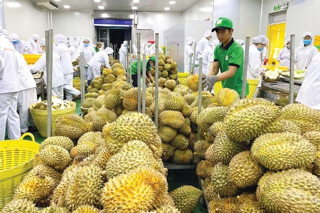 Sầu riêng là trái cây xuất khẩu với doanh thu tỷ USD sang thị trường Trung Quốc. 