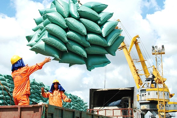 Gam trầm trong xuất khẩu gạo