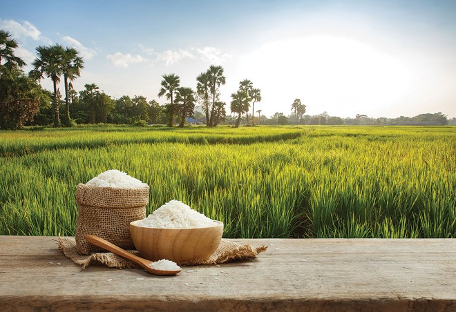 Việt Nam duy trì sản lượng xuất khẩu gạo ở mức cao trong nửa đầu năm 2026, nhưng giá trị thu về lại sụt giảm so với cùng kỳ do áp lực cạnh tranh toàn cầu