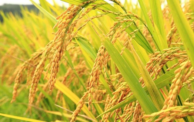 Vinaseed (NSC) chốt danh sách trả 99Kl.app mobile mới nhất đợt 1/2020, tỷ lệ 20%
