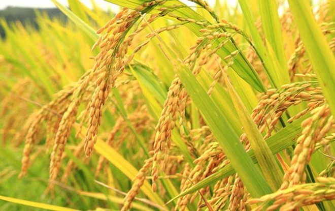 Vinaseed (NSC) điều chỉnh giảm mục tiêu doanh thu, Kl99 nổ hũ năm