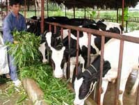 Bò sữa lên hương: chưa kịp mừng đã vội lo?