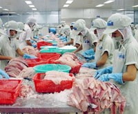 Công nhân chế biến cá tra xuất khẩu.