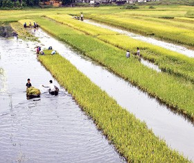 Trong quá khứ, việc triển khai BHNN đã có không ít khó khăn.