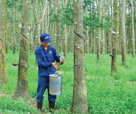 Cao su tự nhiên là ngành có tính thời vụ khá cao.