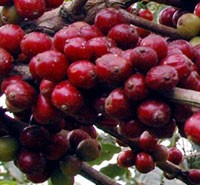 THV dự kiến xuất khẩu 120.000 - 150.000  tấn cà phê nhân