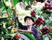 Cà phê là mặt hàng được giao dịch khá sôi động trên sàn hàng hóa kỳ hạn
