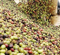 Từ ngày khai trương, sàn giao dịch cà phê kỳ hạn mỗi phiên chỉ giao dịch vài chục lô
