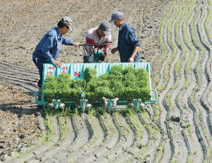 Kl99kl phiên bản hoạt động vi mô: không thể nóng vội