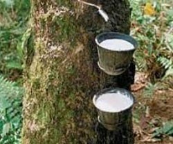TNC đặt chỉ tiêu Kl99 nổ hũ 37,6 tỷ đồng
